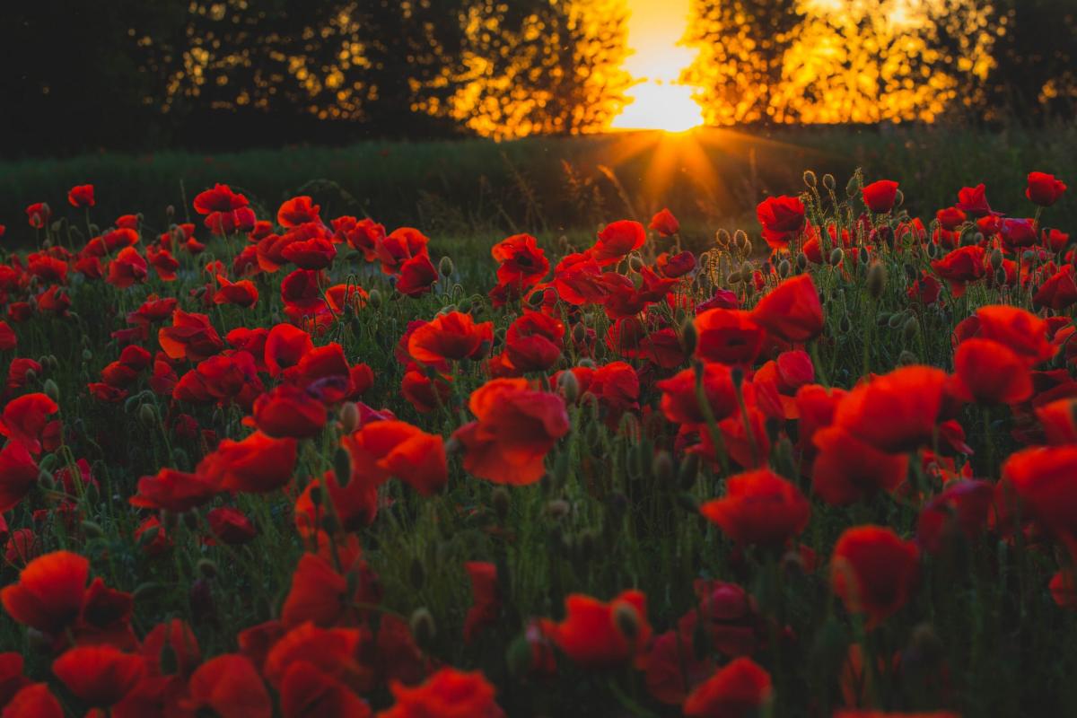 A field of poppies backlit by a golden setting sun