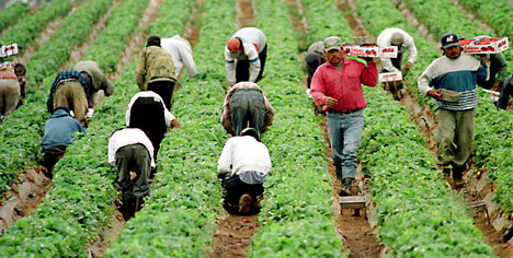 photo of migrant workers in a field