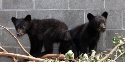 photo of two bear cubs