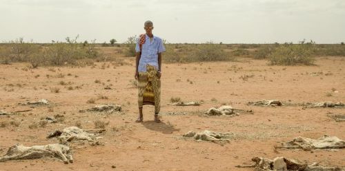 man standing in desert surrounded by dead goats