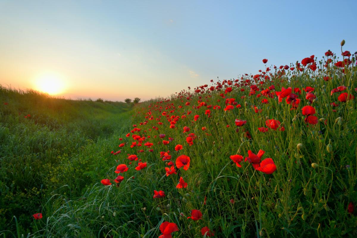Photo of a poppy field in summer